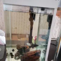 آکواریوم وماهی