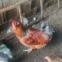 خروس،جوجه،اردک