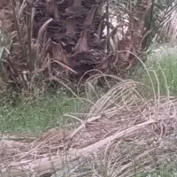 فروش پاجوش خرما (فسیل) کلوته|گل و گیاه طبیعی|بلوک, |دیوار