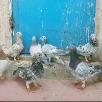 کبوتر سار سروور|پرنده|مشهد, حرم مطهر رضوی|دیوار