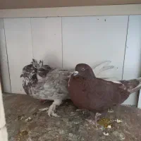 کفتر با اصالت|پرنده|مشکیندشت, |دیوار