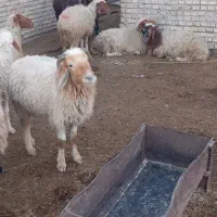 8عدد گوسفند|حیوانات مزرعه|سوسنگرد, |دیوار