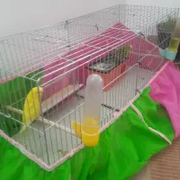 جفتی مرغ عشق با ۴ جوجه و قفس