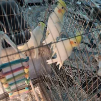 دو عدد عروس هلندی لوتینو و دوتا قفس