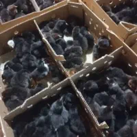 جوجه مرغ یکروزه گلپایگان. جوجه یک روزه محلی خالص|حیوانات مزرعه|شیراز, ارم|دیوار