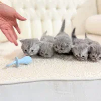 بریتیش اسکاتیش