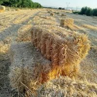 فروش تعداد دویست و هشتاد بسته کلش
