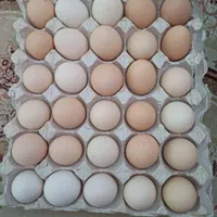 تخم مرغ|خوردنی و آشامیدنی|قزوین, |دیوار