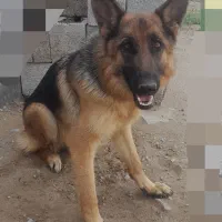 با سلام ...توله ژرمن ۱۰ ماهه ماده پا خرگوشی