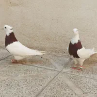 کبوتر توقی سرخ