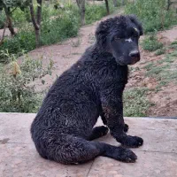 واگذاری سگ آلابای قدرجونی پژدر سرابی افغان|سگ|نجفآباد, گلدشت|دیوار