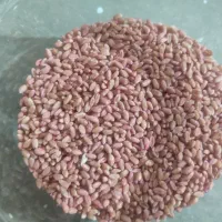 گندم بوجاری شده پیشکام|عمده‌فروشی|کنگاور, |دیوار