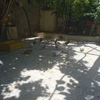 کبوتر