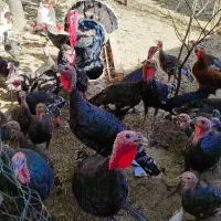 بغلمون نر و مادر و جوجه بغلمون|حیوانات مزرعه|اسحاق آباد, |دیوار