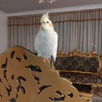 عروس هلندی گم شده