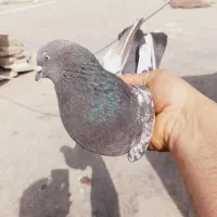 کبوتر بلندگیر