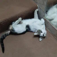 واگذاری گربه|گربه|مشهد, انقلاب|دیوار