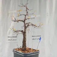 بونسای انار|گل و گیاه طبیعی|ری, حمزه‌آباد|دیوار