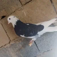 تعدادی کبوتر تکپر|پرنده|انبارآلوم, |دیوار