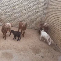 سه‌عدد‌بزبزغاله‌جوان‌وشیرا