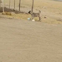 سگ نگهبان وگله ای