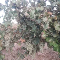 انگور چفته برای شیره