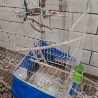 طوطی عروس هلندی|پرنده|دزفول, |دیوار