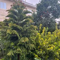 سوئییت ۶۰ متری نوساز|اجارهٔ کوتاه‌مدت آپارتمان و سوئیت|کلاچای, |دیوار