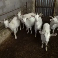 بزغاله سانن