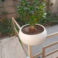 گل بنسای