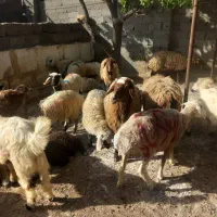 فروش گوسفند زنده با تاییده سلامت ، ارزانتر از همه
