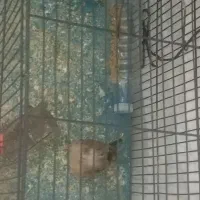 پرنده|پرنده|کرمان, |دیوار