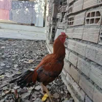 خروس لاری|حیوانات مزرعه|گرگان, |دیوار