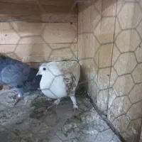 کفتر|پرنده|قم, زاویه|دیوار