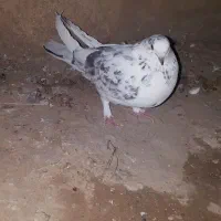 فروش انواع کبوتر