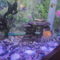 ماهی آکواریومی گلدفیش و کوی|ماهی|قائمشهر, |دیوار