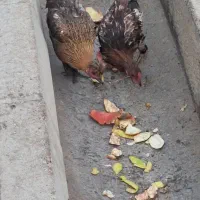 مرغ وخروس کردی|حیوانات مزرعه|کارزان, |دیوار