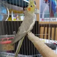 دوتا عروس هلندی سخنگو بشدت چلوندی|پرنده|پاکدشت, شهرک امام رضا|دیوار