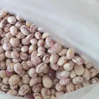 لوبیاچیتی درجه یک امسال