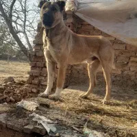 سگ سرابی|سگ|تسوج, |دیوار