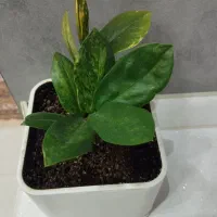 فروش زامو فیلیا ابلق|گل و گیاه طبیعی|شهرکرد, |دیوار