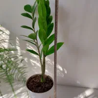 انواع گل و گلدان زاموفیلیا|گل و گیاه طبیعی|فردیس, فردیس|دیوار