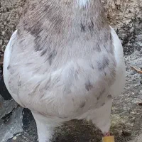 طوقی روزگاری|پرنده|نجفآباد, امیرآباد|دیوار