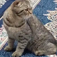 گربه اسکاتیش دبل فولدماده
