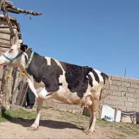 گاو سیمینتال