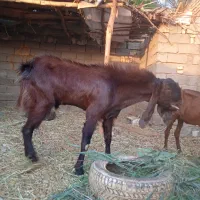 بز نر افغانی|حیوانات مزرعه|خرمشهر, |دیوار