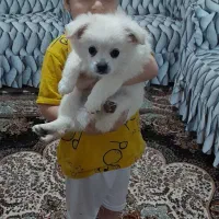 فروش سگ روباهی نر|سگ|سهند, |دیوار