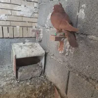 زرد گلی|پرنده|ماهان, |دیوار