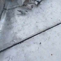 سه عدد کفتر پرشی|پرنده|شیروان (خراسان), |دیوار