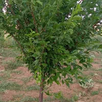 باغ ۴۰۰۰ متری آب لوله کشی مجوز رسمی سرمایه گذاری|فروش خانه و ویلا|بلبان آباد, |دیوار